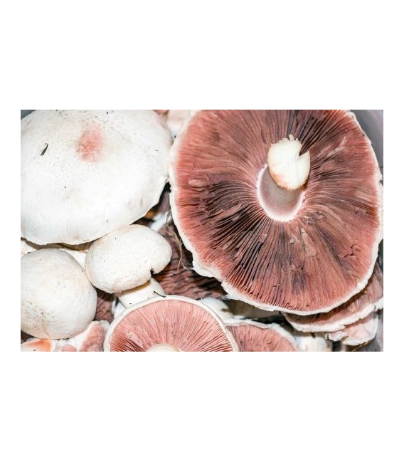 Agaricus Blazei Murill – 40 % polysacharidov, 90 kps x 500 mg, Superionherbs